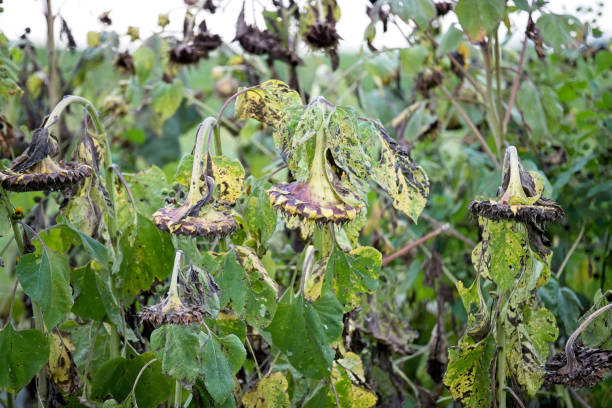 istock Sunflowers gone to seed 20230905_ALX_6342 1663677977
