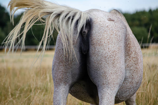 istock view from behind of a horse moving its tail 1663677999