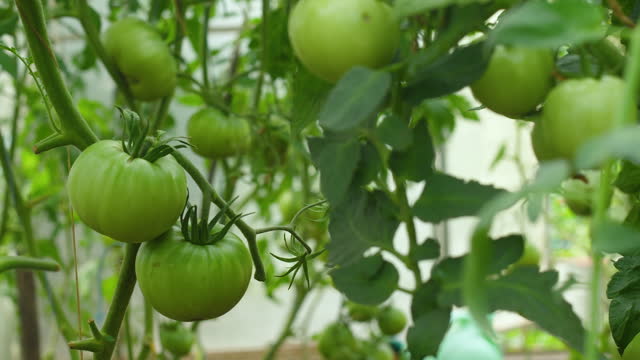 close-up green tomatoes grow on a bush branch. tomatoes ripen on a plantation in summer. selective focus. growing vegetables in a greenhouse