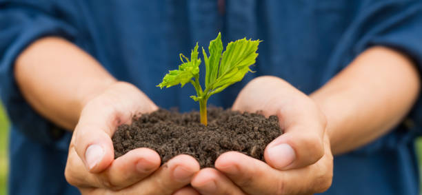 Background Hand holding a sapling of a tree 3d illustration