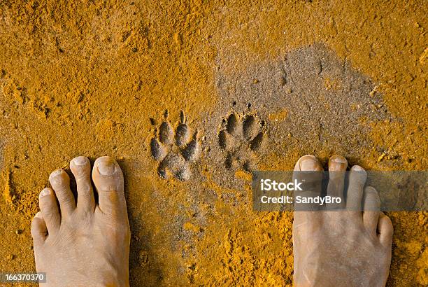 Zampa Stampe A Piedi E Umano - Fotografie stock e altre immagini di Ambientazione esterna - Ambientazione esterna, Animale, Animale da compagnia