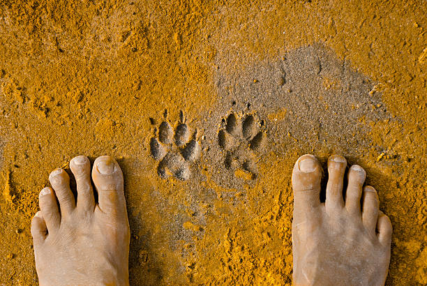 Paw Prints and Human Feet stock photo