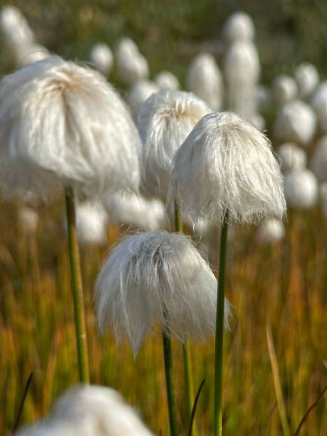 eriophorum vaginatum in the tundra climate of greenland - cotton grass sedge grass nature imagens e fotografias de stock