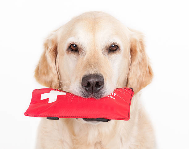 cane e kit di primo soccorso - dog first aid first aid kit assistance foto e immagini stock