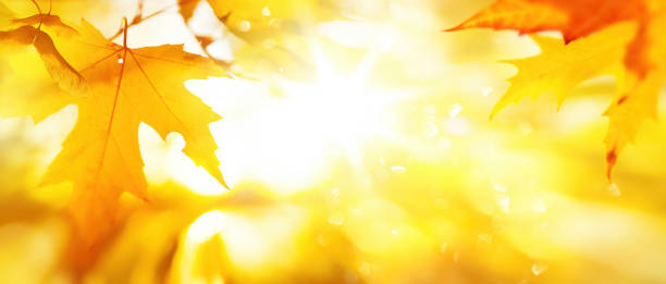 istock Art abstract autumn yellow leaves frame; sunny autumn forest background; 1663718882