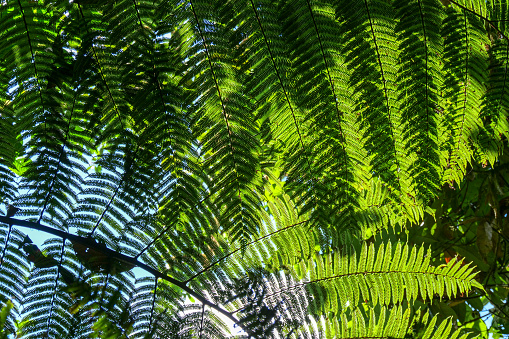 Sun shining through layers of fern leaves. Background