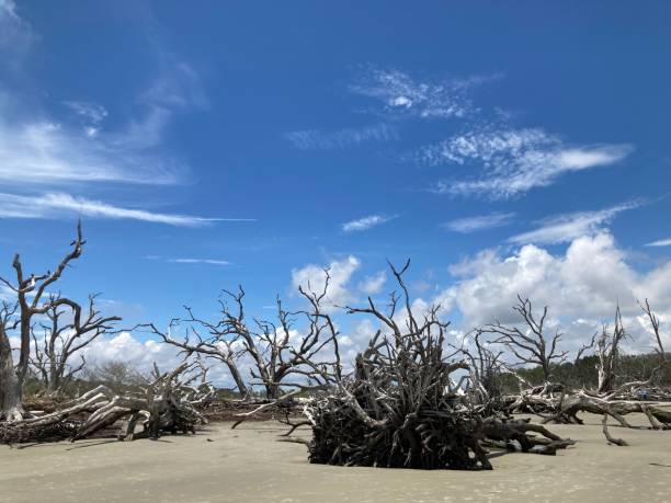 istock Driftwood Beach on a bright sunny day 1663725095