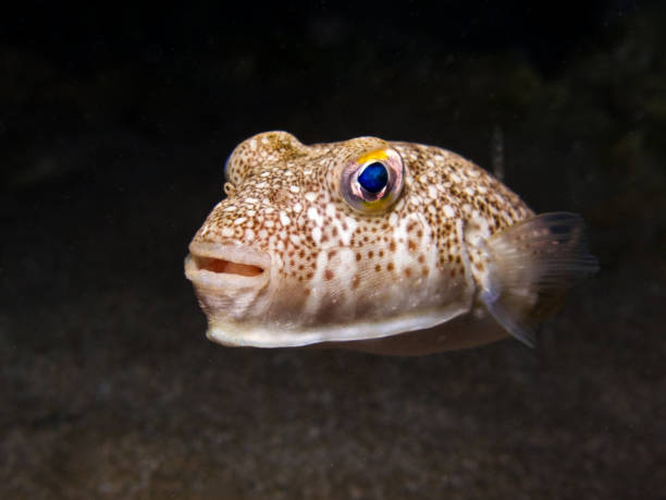 istock Baby puffer fish hovering in mid-water 1663729872