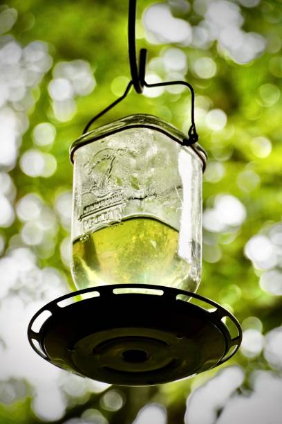 istock Glass jar hummingbird feeder 1663734549