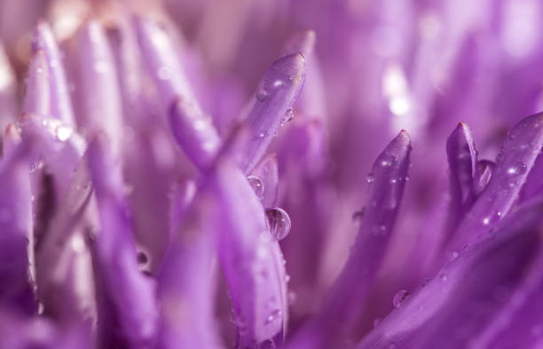water drops on purple aster flower petals close-up