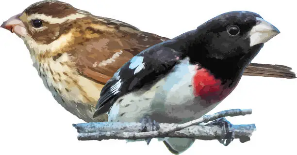 Vector illustration of Rose-breasted Grosbeak (Pheucticus ludovicianus) Male and Female Bird