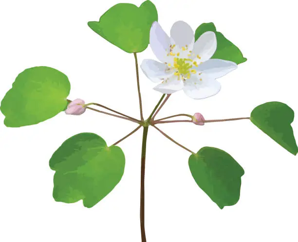 Vector illustration of Thalictrum thalictroides (Rue Anemone) Native North American Spring Season Woodland Wildflower