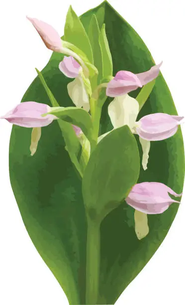Vector illustration of Galearis spectabilis (Showy Orchis) Native North American Woodland Orchid Wildflower