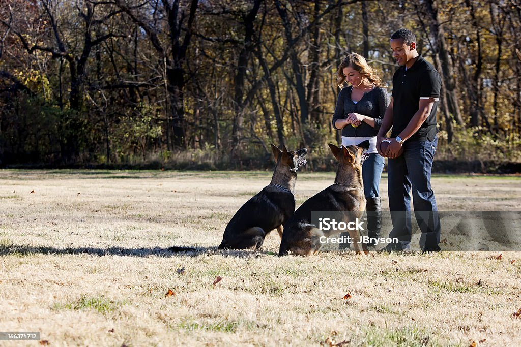 Real People: Multi-Racial Couple Two Pet Dogs in Park A full length image of a multi-racial couple (caucasian and African American) in the park with their two pet German Shepherd dogs, with autumn trees in the background. 20-29 Years Stock Photo