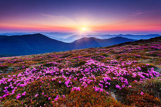 山脈の景色 - mountain sunset heaven flower ストックフォトと画像