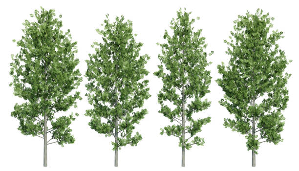 istock European ash tree on isolated background. 1663770373