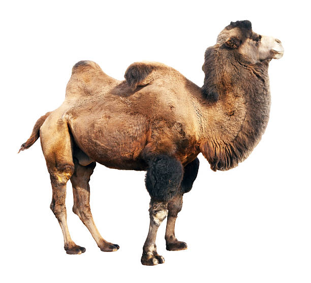 chameau de bactriane sur fond blanc - paridigitate mammals photos et images de collection