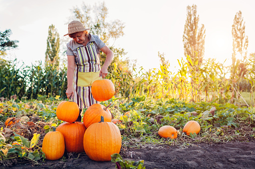 Senior worker harvesting vegetables in field. Farmer picking organic pumpkins in fall garden putting them in pile. Agriculture