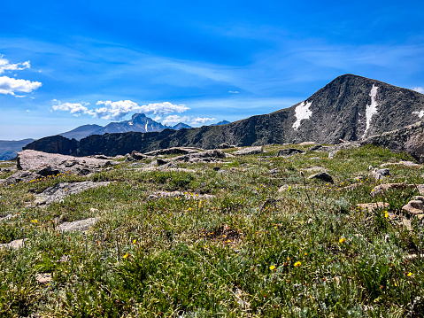 Wildflowers near Hallett Peak with view of Long's Peak, RMNP