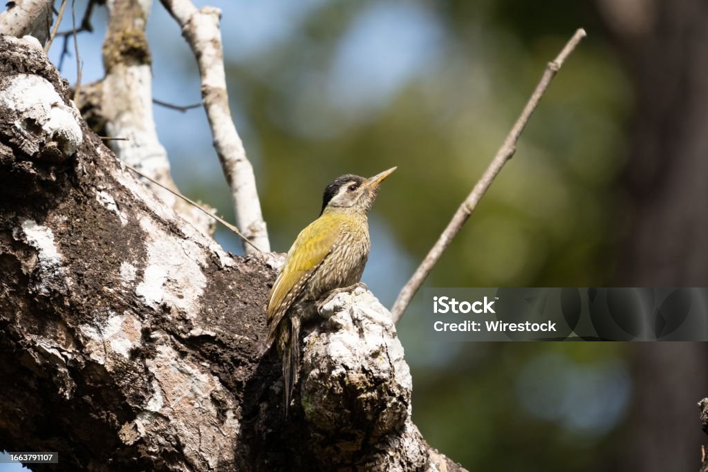 Three-toed woodpecker perched on a branch, surveying its surroundings from a corner view A three-toed woodpecker is perched on a tree branch, looking around its environment from a diagonal angle Alertness Stock Photo
