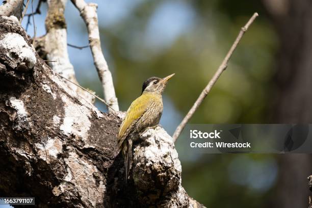 Threetoed Woodpecker Perched On A Branch Surveying Its Surroundings From A Corner View Stock Photo - Download Image Now