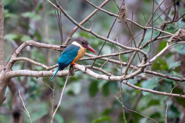 istock Closeup of a kingfisher perched on a branch 1663794839