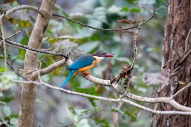 istock Closeup of a kingfisher perched on a branch 1663794849