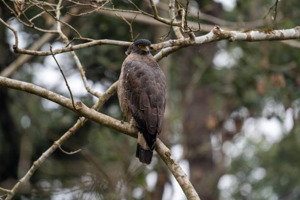 istock Closeup of a Crested serpent eagle perched on a branch 1663795951