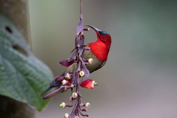 istock Closeup of a Crimson sunbird perched on a tree branch 1663795983