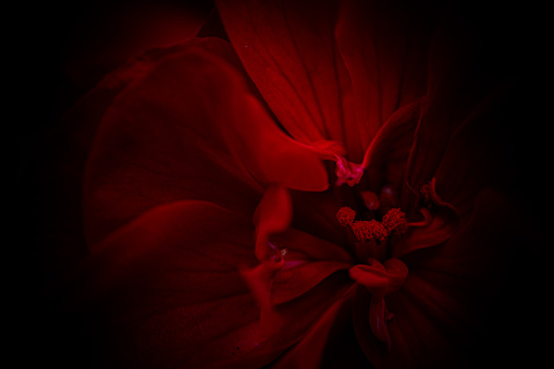red flower closeup