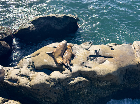 Lovely napping Sealion buddies at La Jolla Cove, California