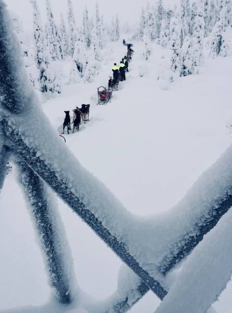 istock Husky sledge tour in snowy Lapland 1663842348
