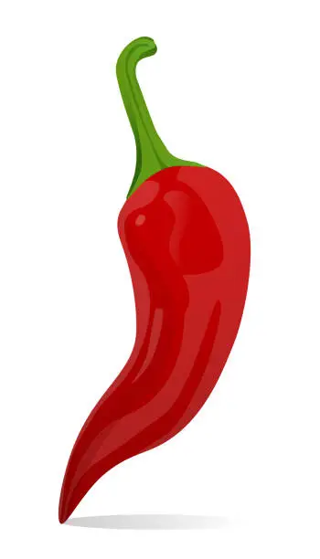 Vector illustration of Red hot pepper isolated on a white background