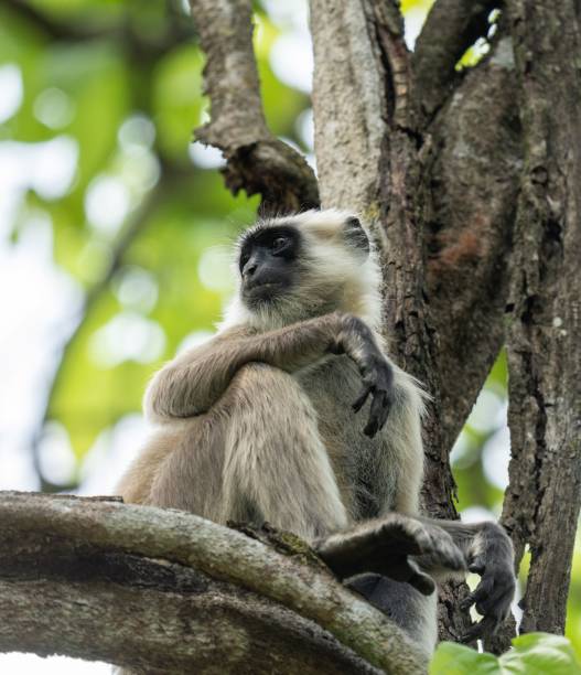 istock Close-up of a monkey perched on the branch of a tree 1663846699