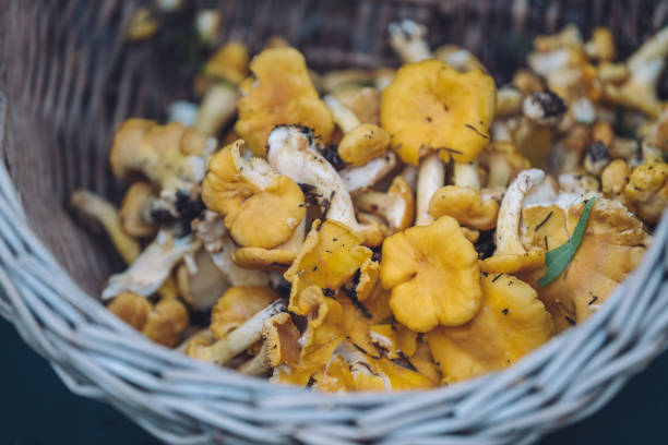 yellow chanterelles in basket