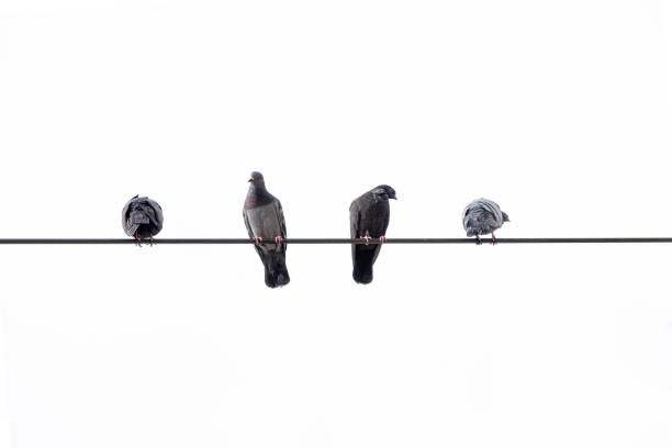 A photo of four pigeons perched on a wire against a white background. The pigeons are facing different directions and are of different sizes. The wire is black and runs horizontally across the image. The background is plain white.