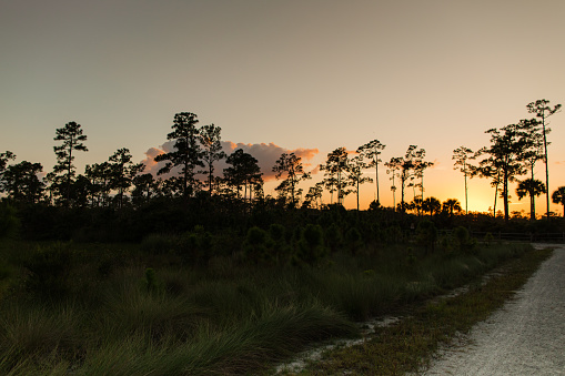 Golden Hour Nature Walk at Sunset in an Open Field with a Wooden Fence & Tall Trees in Jupiter Farms, Florida.