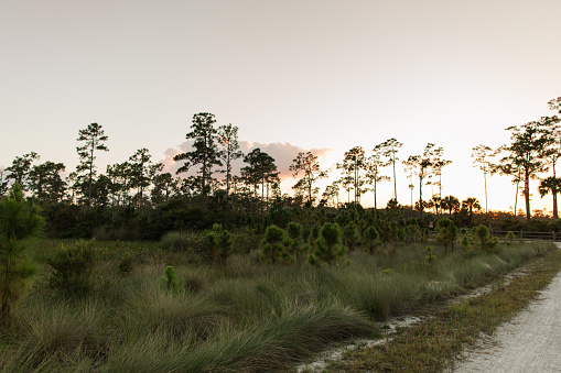 Golden Hour Nature Walk at Sunset in an Open Field with a Wooden Fence & Tall Trees in Jupiter Farms, Florida.