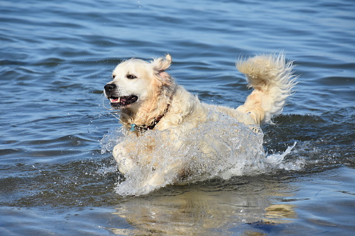 Un chien golden retriever sautant dans l’eau
