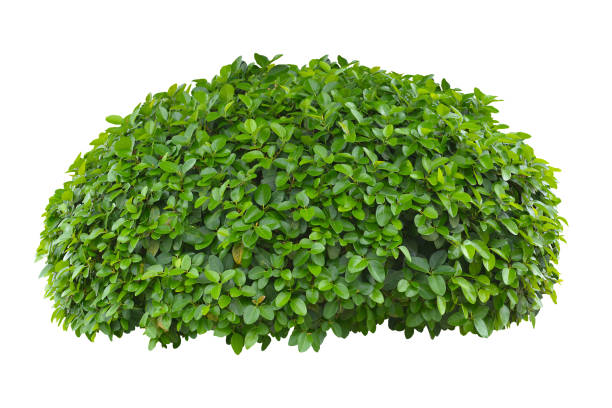 istock green bush isolated on white background. 1663881039