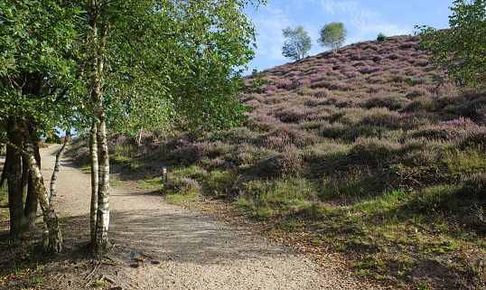 On the left a birch, on the right a purple hill. The breathtaking beauty of the Posbank in the Netherlands when the heather is in bloom