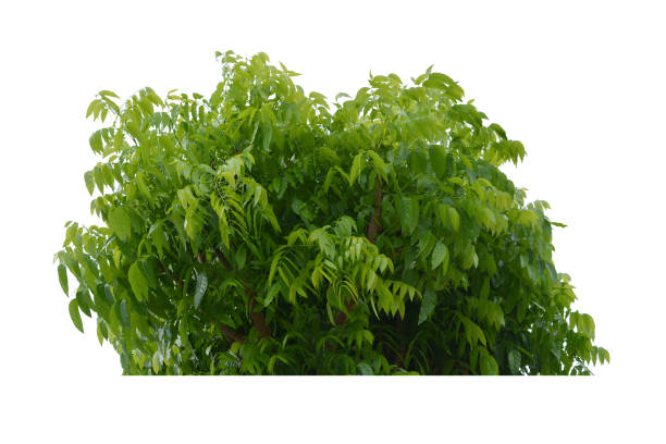 istock green bush isolated on white background. 1663882105