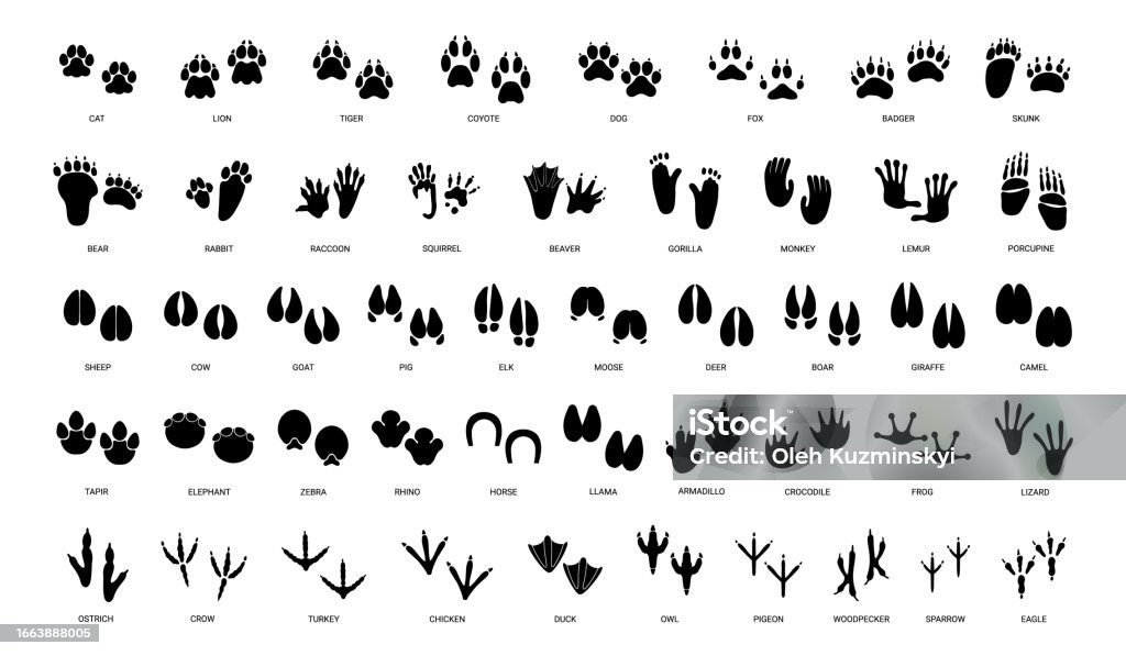 Animals paw prints. Cartoon mammal footprints, black bird foot. Wild animal feet silhouette. Foot paws track tiger, cat and dog trace. Pets trails. Vector set - Royaltyfri Fotspår vektorgrafik Animals paw prints. Cartoon mammal footprints, black bird foot. Wild animal feet silhouette. Foot paws track tiger, cat and dog trace. Pets trails. Vector set - Royaltyfri Fotspår vektorgrafik