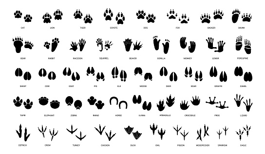 Animals paw prints. Cartoon mammal footprints, black bird foot. Wild animal feet silhouette. Foot paws track tiger, cat and dog trace. Pets trails. Vector set. Walking deer, horse footstep