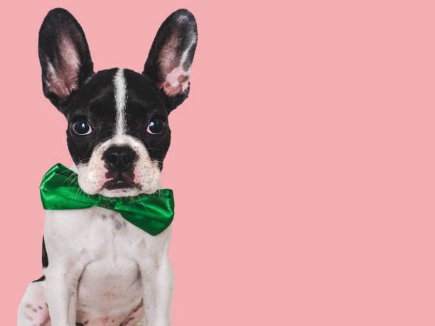 istock Cute puppy and bright bow tie. Close-up, indoors 1663889340