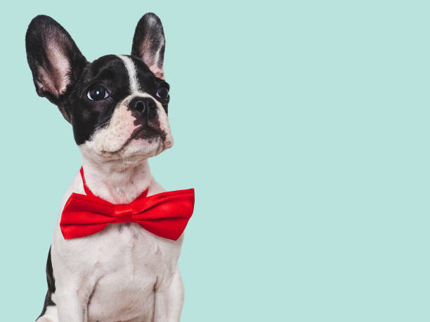 istock Cute puppy and bright bow tie. Close-up, indoors 1663889854