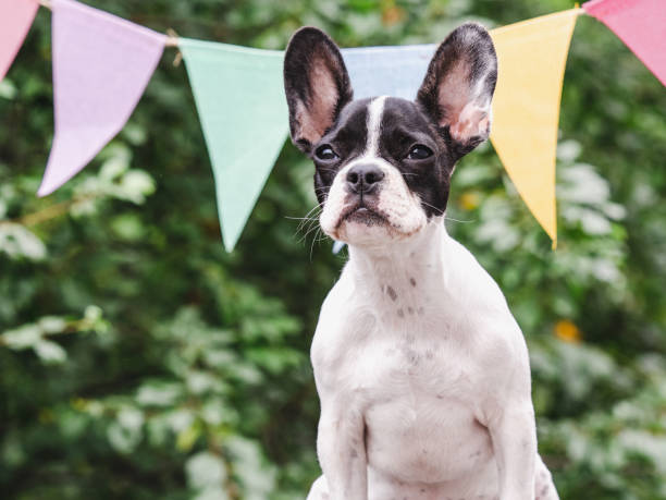 istock Cute puppy, stretched holiday flags and green trees 1663889865