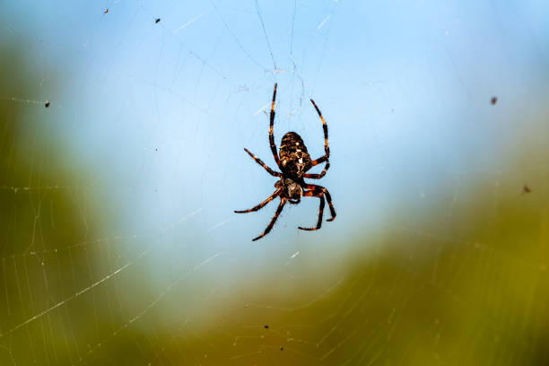 ぼかした背景にウェブ内のクモの接写 - eight legged ストックフォトと画像