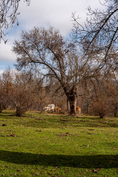 istock Cows on pasture with meadows and woodland during autumn 1663905139