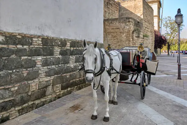 Photo of White horse in a horse-drawn carriage in Jerez de la Frontera.